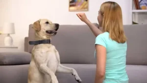 What Makes In-Home Dog Training in Redmond So Effective?