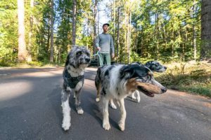 Is Dog Day Training in Oregon the New Gold Standard for Busy Pet Parents?