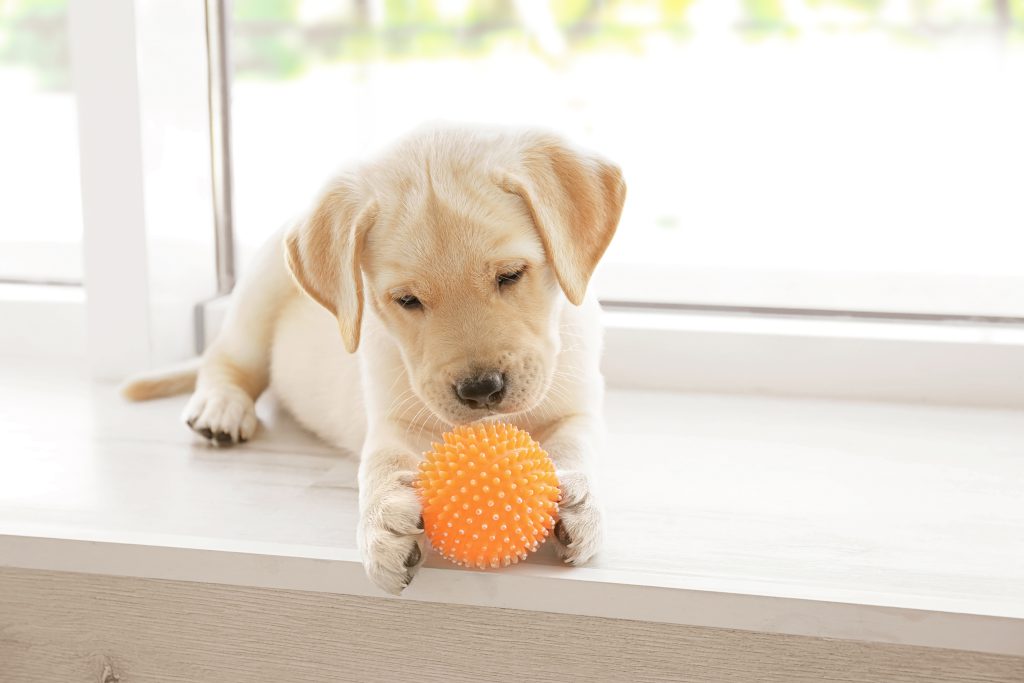 Puppy Sitting & Skill Building