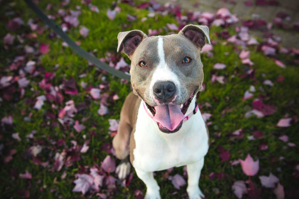 Canine Good Citizen Evaluation