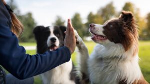 Why Are So Many Pet Owners Turning to Dog Training in Redmond?