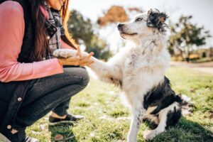 From Chaos to Companion: Transformative Dog Training in Bend, OR