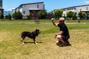 Training Your Dog in Bend, Oregon: Exploring the Local Experts and Techniques