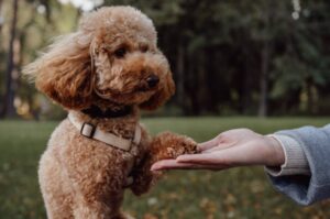 What Makes Puppy Training Classes in Bend, Oregon Different from the Rest?