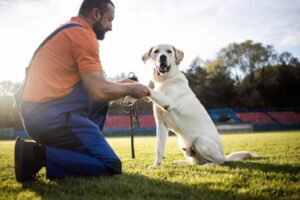 What Sets the Best Dog Trainers in Bend Oregon Apart from the Rest?