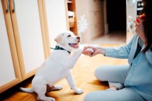How Dog Training in Prineville Oregon, Can Transform Your Pet’s Behavior